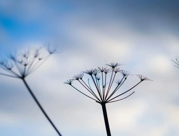 a close up of a plant with a sky in the background